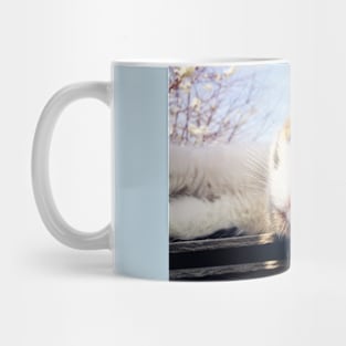 spotted kitten Mug